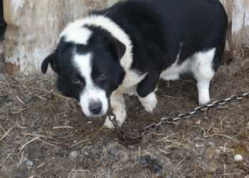 Влада Херсона має намір заборонити собакам гавкати ночами
