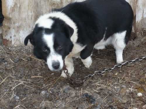 Влада Херсона має намір заборонити собакам гавкати ночами