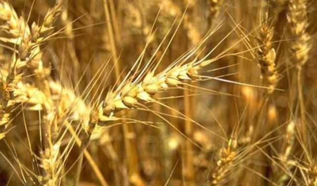 Москва і Київ обвалять ціни на зерно