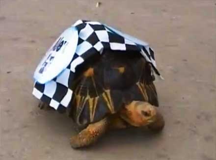 У зоопарку США пройшли перегони черепах