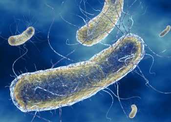 Небезпечна бактерія E.coli заражає питну воду