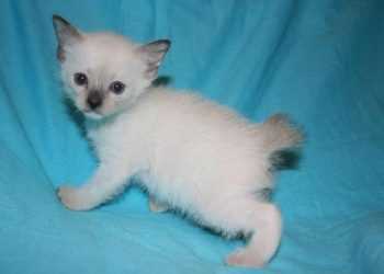 У польської родини зажадали викуп за викрадене кошеня