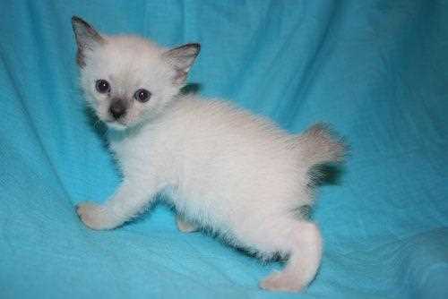 У польської родини зажадали викуп за викрадене кошеня