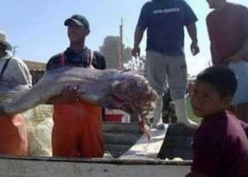 Мексиканські рибалки виловили дивну водну істоту