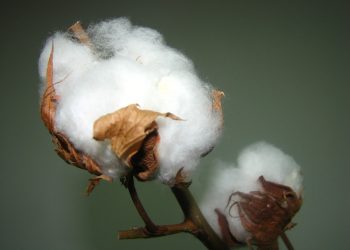 Бавовна подорожчає на світових ринках