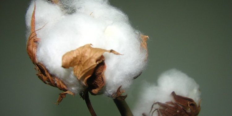 Бавовна подорожчає на світових ринках
