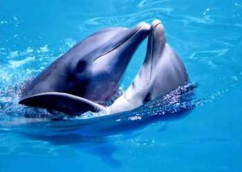 У Бердянську мало не засохли 4 дельфіна