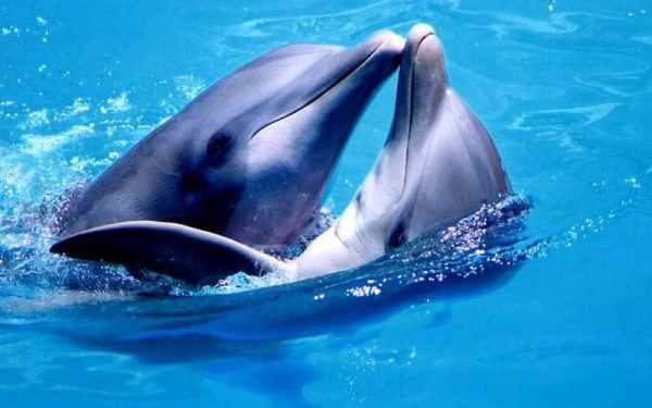 У Бердянську мало не засохли 4 дельфіна