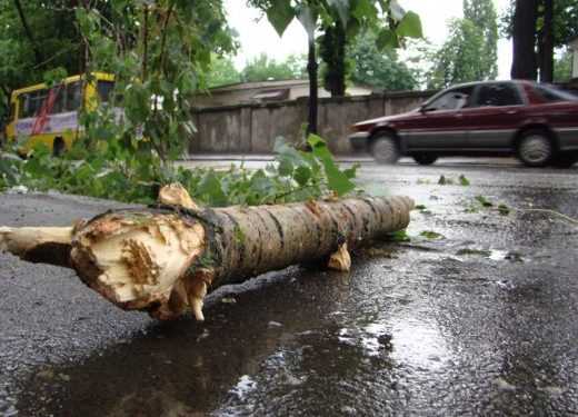 В Одесі позбудуться всіх потенційно небезпечних дерев