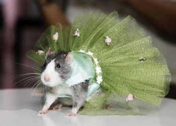 У Нью-Йорку відбулося щуряче фешн-шоу