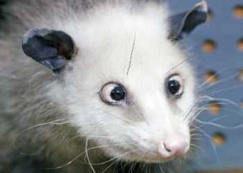 З новосіллям. Знаменитий косоокий опосум Хайді переїхала в новий вольєр