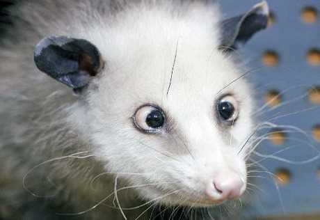 З новосіллям. Знаменитий косоокий опосум Хайді переїхала в новий вольєр
