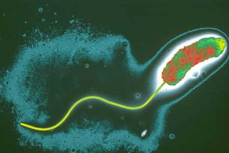 Джерелом появи холери в Маріуполі стали каналізаційні стоки