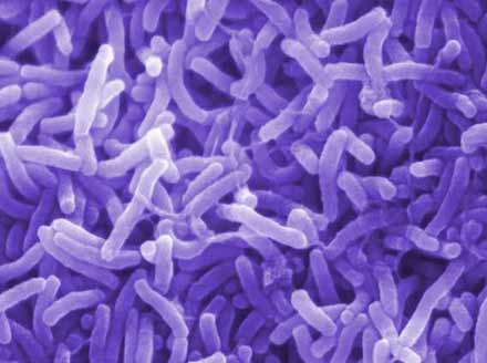 У Маріуполі - новий випадок холери