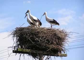 Лелека п'ять років зберігає вірність подрузі, яка не може літати