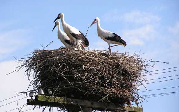 Лелека п'ять років зберігає вірність подрузі, яка не може літати