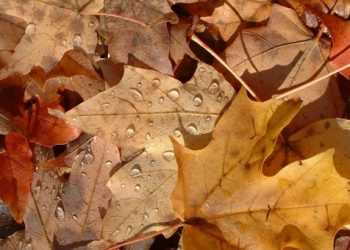 iPhone навчився визначати вид дерева