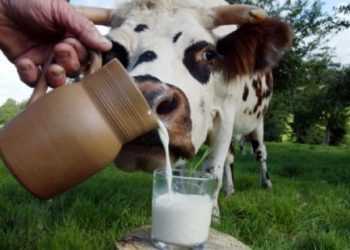 Україну очікує дефіцит молока вже восени