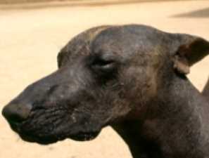 Знайдені останки 8 мільйонів собак