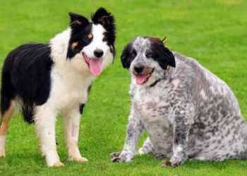 Найтовстіша собака у світі