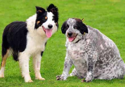 Найтовстіша собака у світі