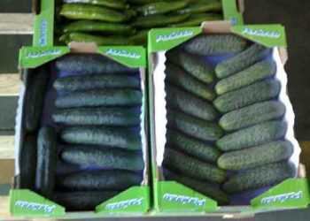 Скандал із зараженими огірками