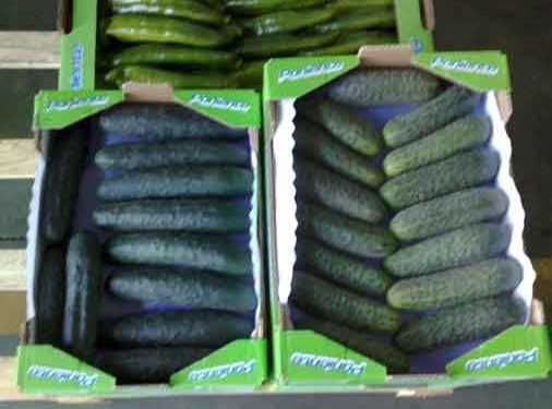 Скандал із зараженими огірками