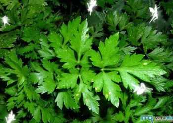 Петрушка наркотик.