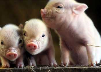 Вчені знищили свинячу чуму