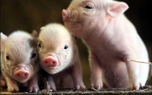 Вчені знищили свинячу чуму