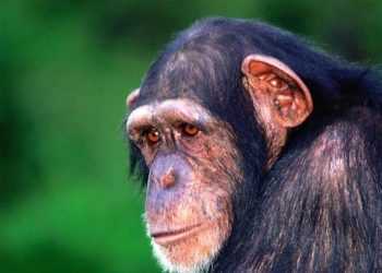 Вчені створили першу рекламну кампанію для мавп