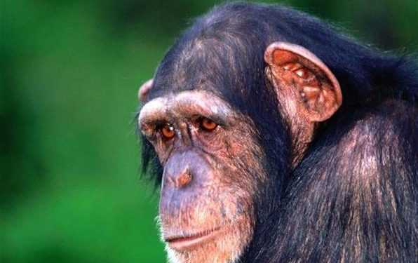 Вчені створили першу рекламну кампанію для мавп