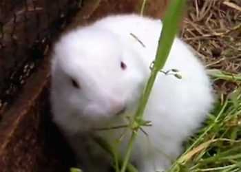 У Японії народився перший мутант