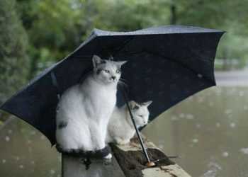 Негода залишила без світла 9 населених пунктів Одеської області