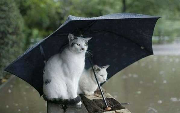 Негода залишила без світла 9 населених пунктів Одеської області