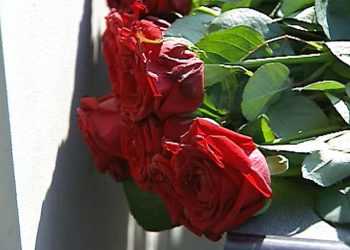 Померла найстаріша жінка Землі