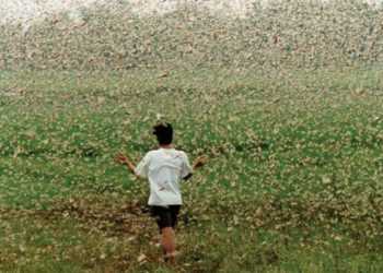 Сарана загрожує Центральній Азії та Кавказу