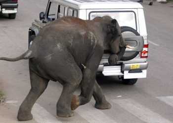 В Індії дикі слони напали на місто: є жертви