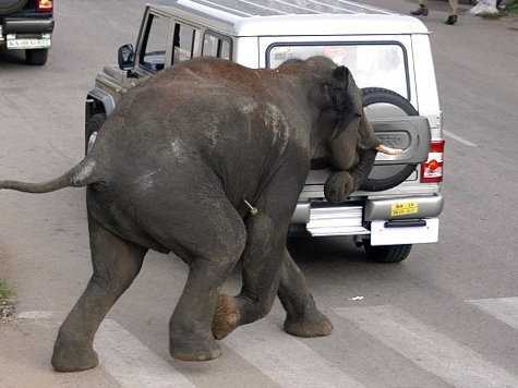 В Індії дикі слони напали на місто: є жертви