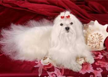 У США померла кудлата мільйонерка