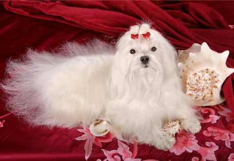 У США померла кудлата мільйонерка