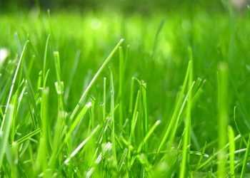 Шведа заарештували за покупку трави