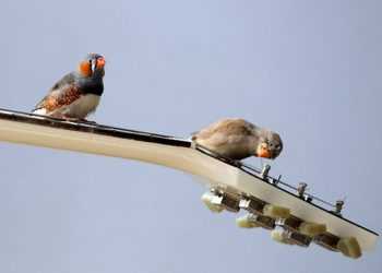 У співі птахів знайшли граматичні правила