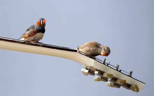 У співі птахів знайшли граматичні правила