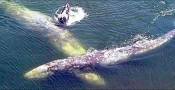 Кити потерпають через видобуток нафти