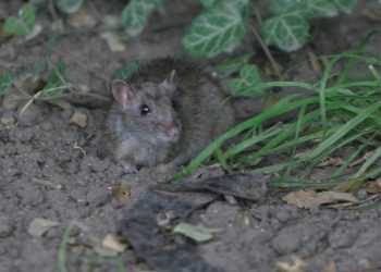 У Бразилії знайдено новий вид ссавців