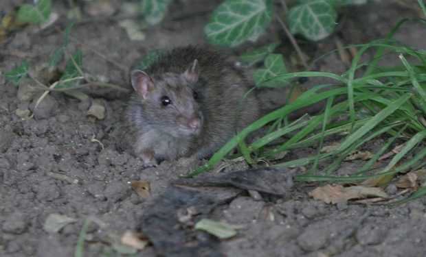У Бразилії знайдено новий вид ссавців