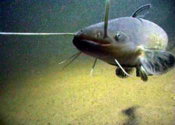 ЦРУ розробило робота-сома