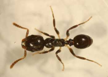 Мурахи розрізняють ступінь небезпеки