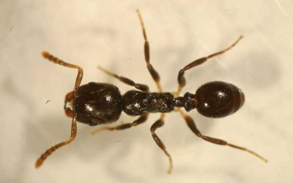 Мурахи розрізняють ступінь небезпеки